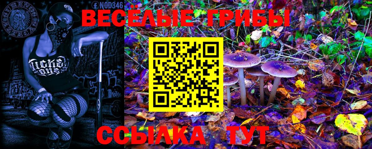Галлюциногенные грибы Psilocybine cubensis Междуреченск